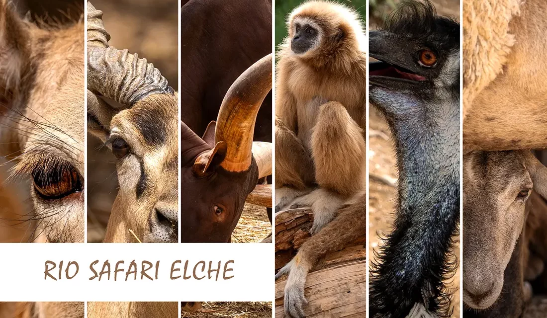 Rio Safari Elche and Splash Park water park on the Costa Blanca