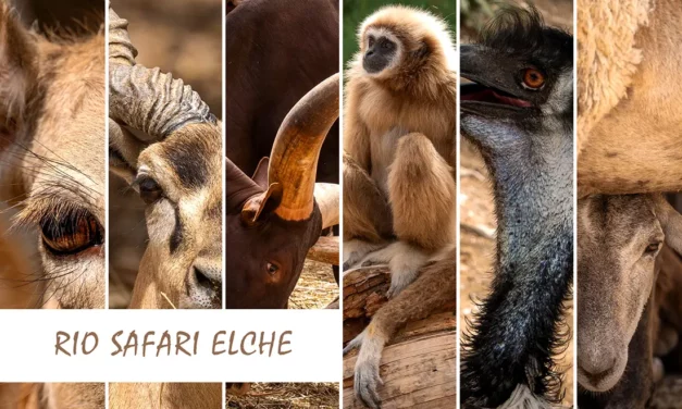 Rio Safari Elche and Splash Park water park on the Costa Blanca