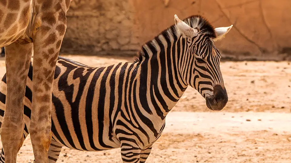 Zebras from Rio Safari Elche in Spain