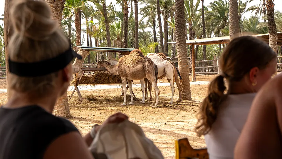Rio Safari Elche: An Amusement Park with a Zoo, Race Track, and Water Park