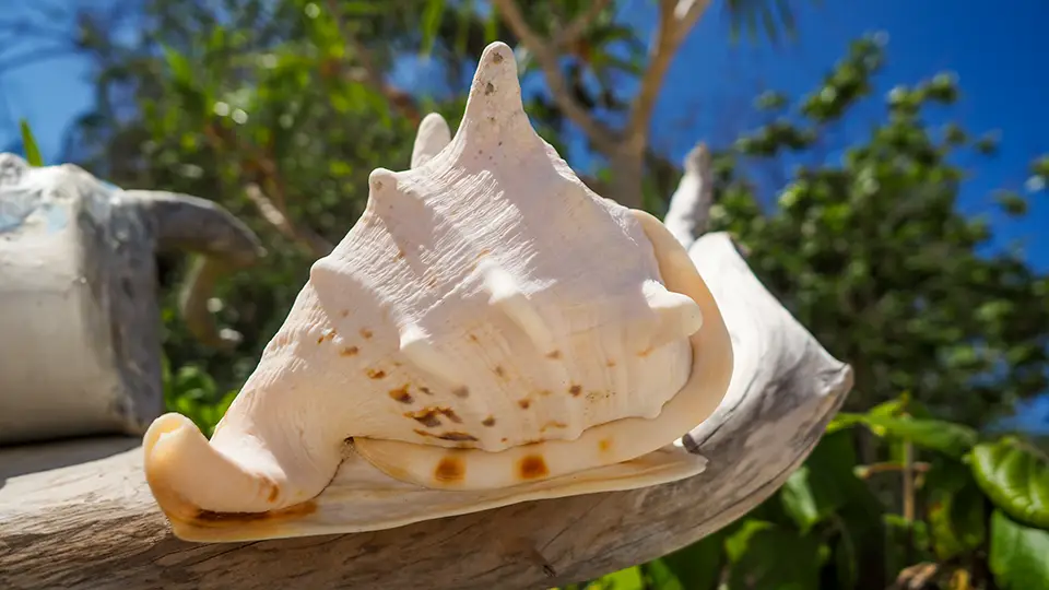 Carabao Island Philippines and sea shell