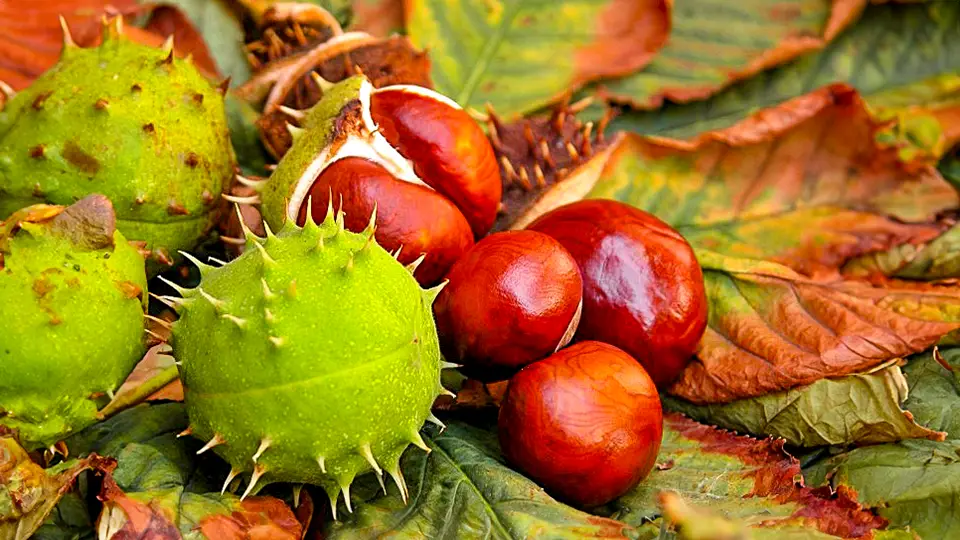 Chestnuts and autumn colors