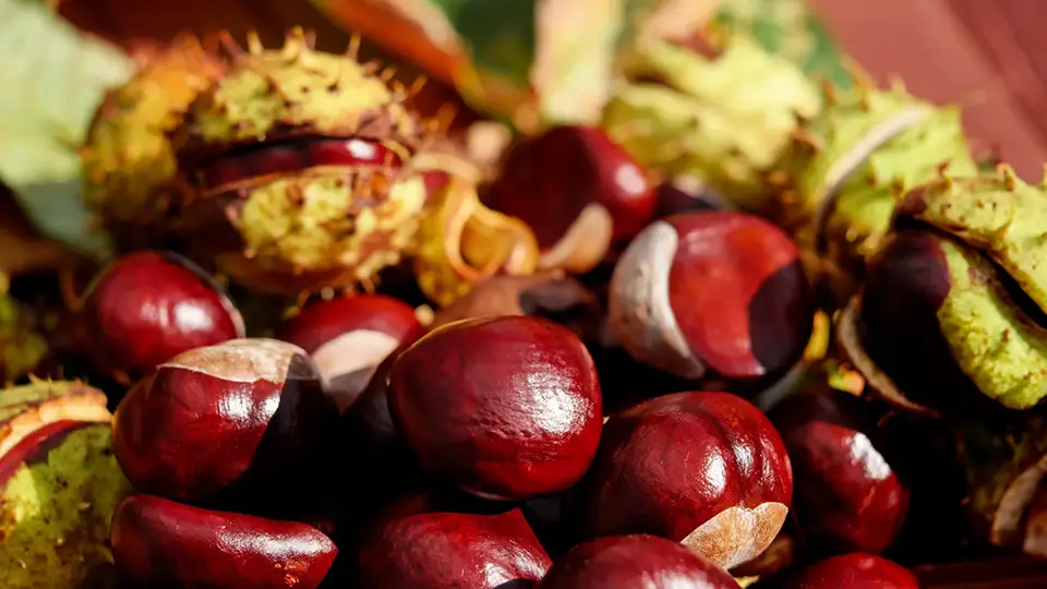Chestnuts and autumn colors