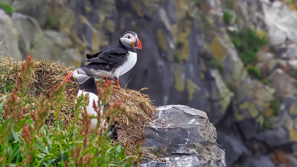 Puffins birds from the rock