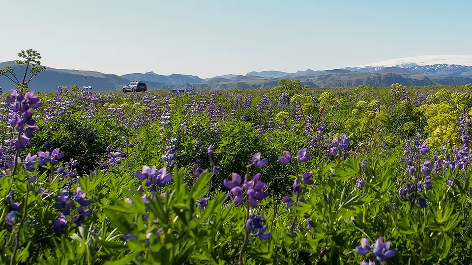 Iceland and plants, flowers in the mountains