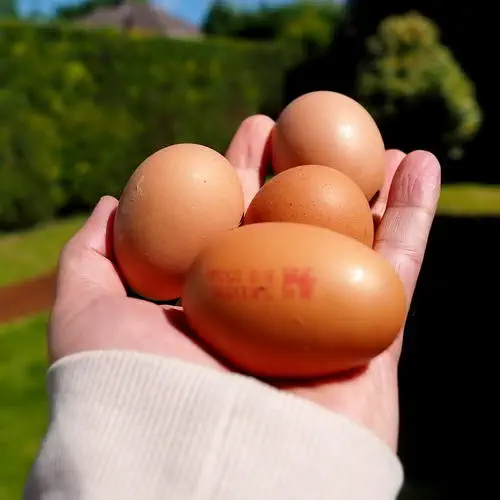 Eggs in the garden 