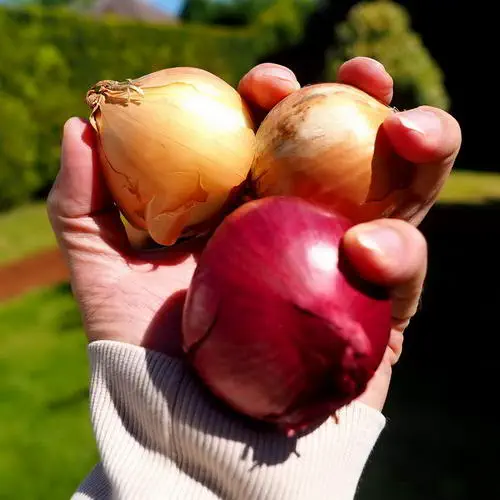 Vegetables onions 