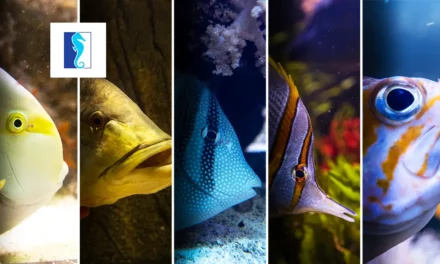 Gdynia Aquarium is one of the interesting attractions in Gdynia
