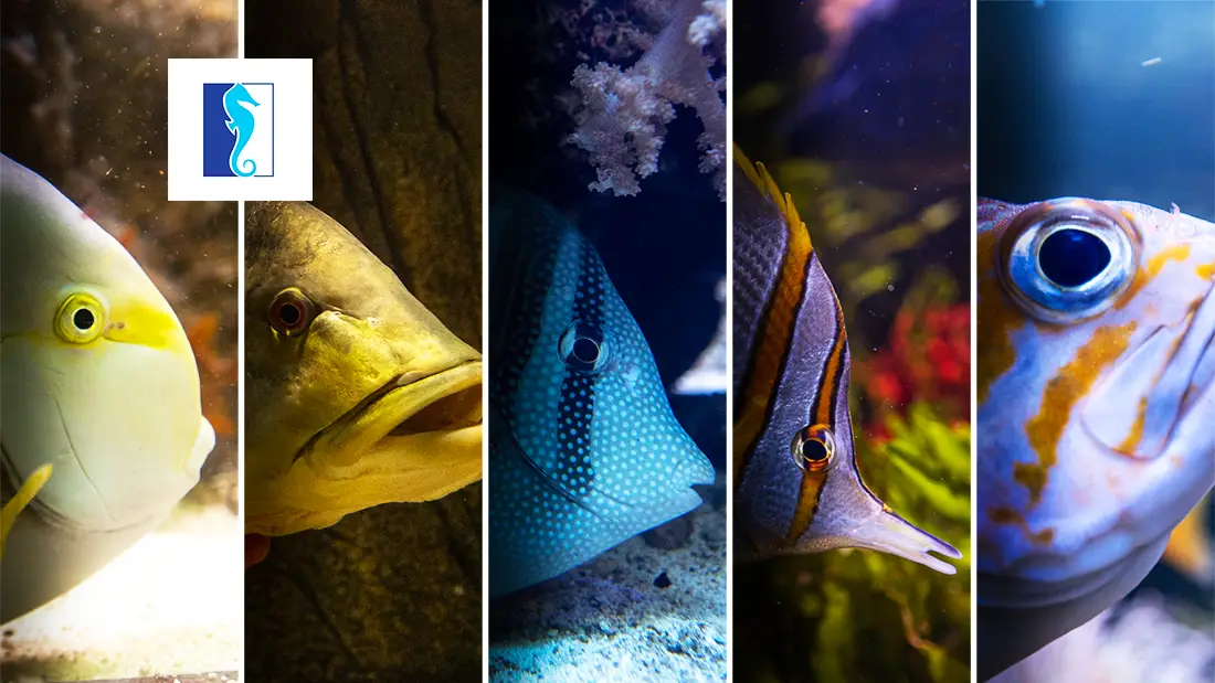 Gdynia Aquarium is one of the interesting attractions in Gdynia