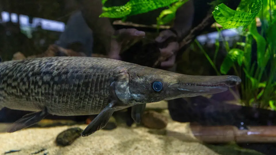 Aquarium and oceanarium in Gdynia, fish, Poland