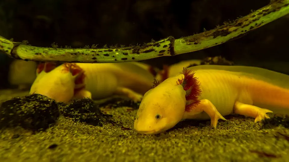 Aquarium and oceanarium in Gdynia, fish, Poland