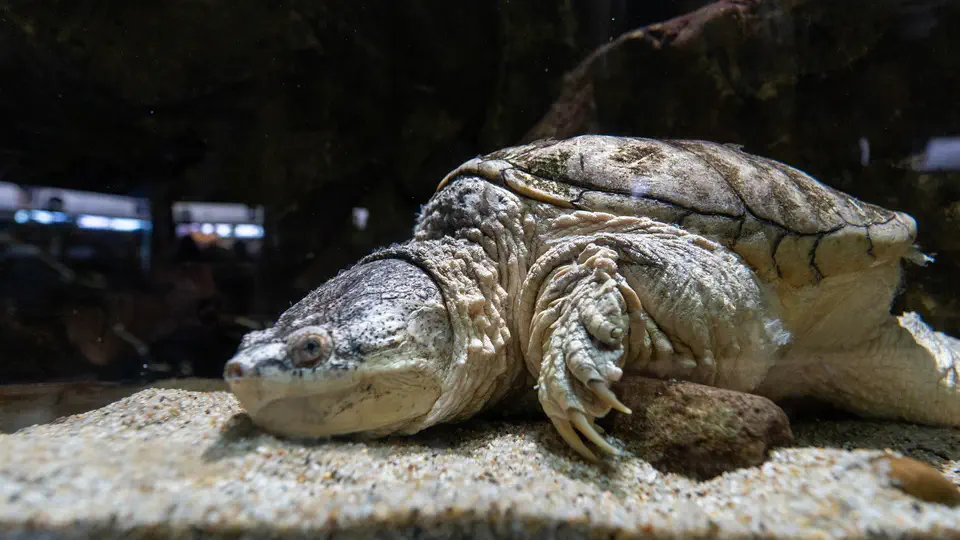 Aquarium and oceanarium in Gdynia, turtle, Poland
