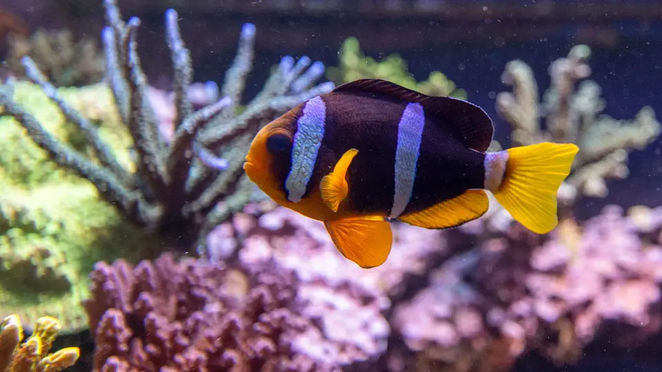 Aquarium and oceanarium in Gdynia, fish, Poland