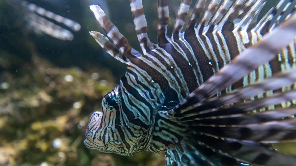Aquarium and oceanarium in Gdynia, fish, Poland