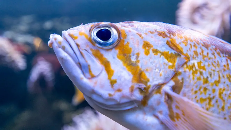 Aquarium and oceanarium in Gdynia, fish, Poland