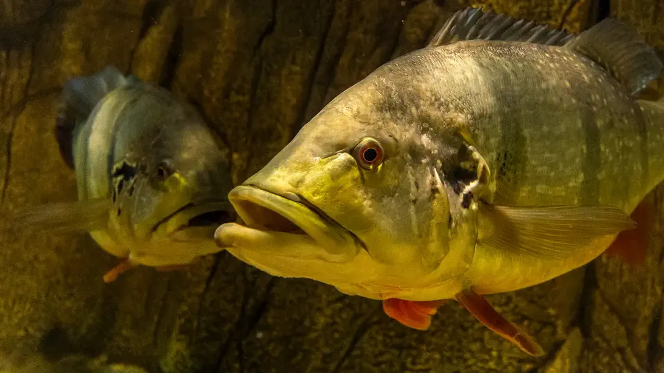 Aquarium and oceanarium in Gdynia, fish, Poland