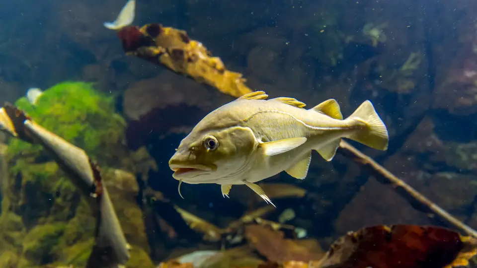 Aquarium and oceanarium in Gdynia, fish, Poland