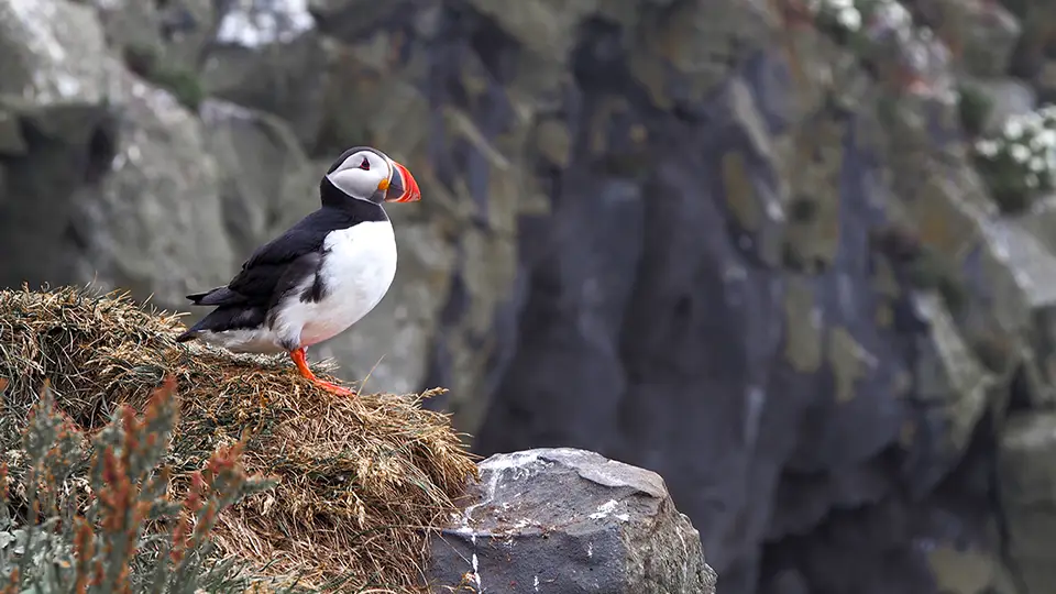 Puffins from Iceland