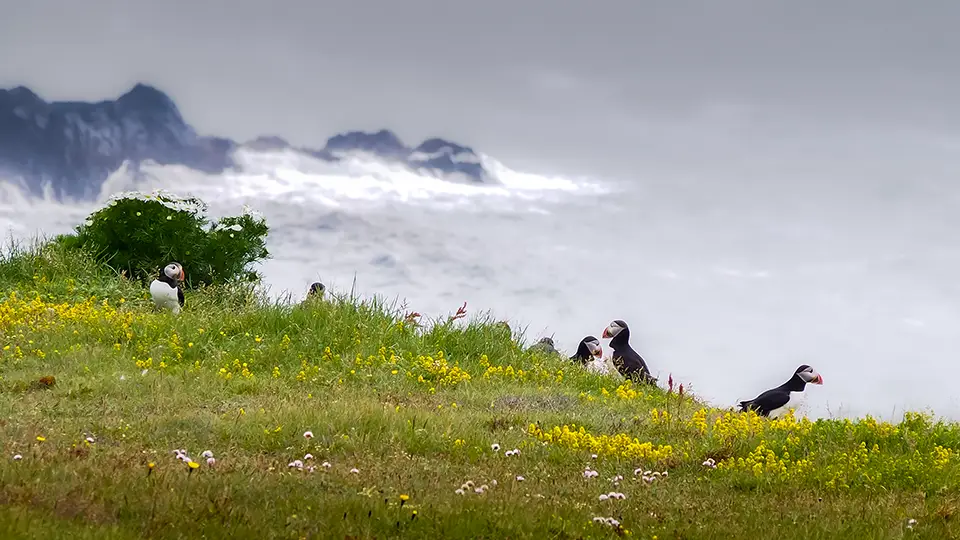 Puffins from Iceland