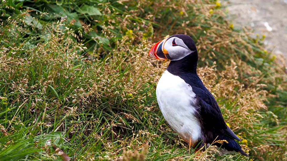 Puffins from Iceland
