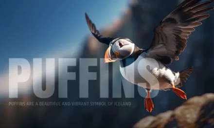 Puffins from Iceland – where and when to see them?