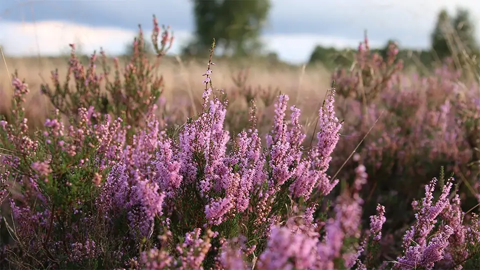 Flowers, moor.