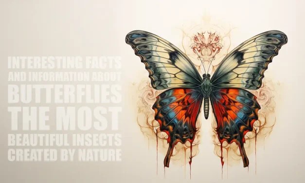 Interesting facts about butterflies, the most beautiful insects