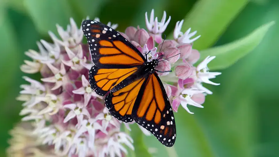 Interesting facts about butterflies AI.