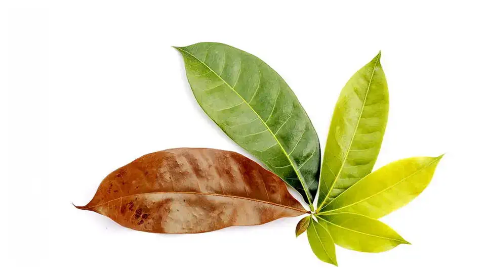 Interesting facts about leaves AI.
