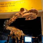 American Museum of Natural History in New York City