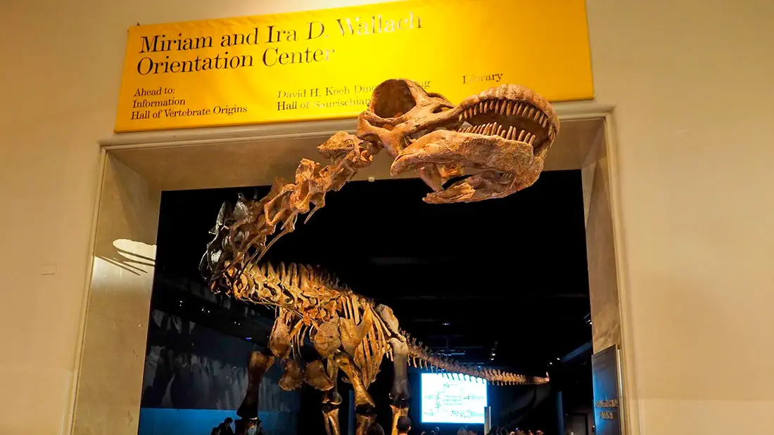 American Museum of Natural History in New York City