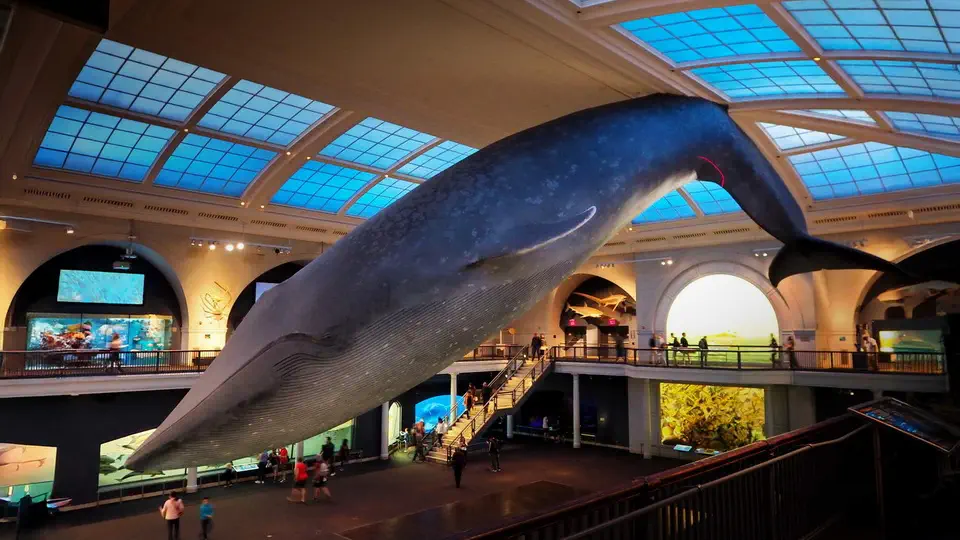 American Museum of Natural History in New York.
