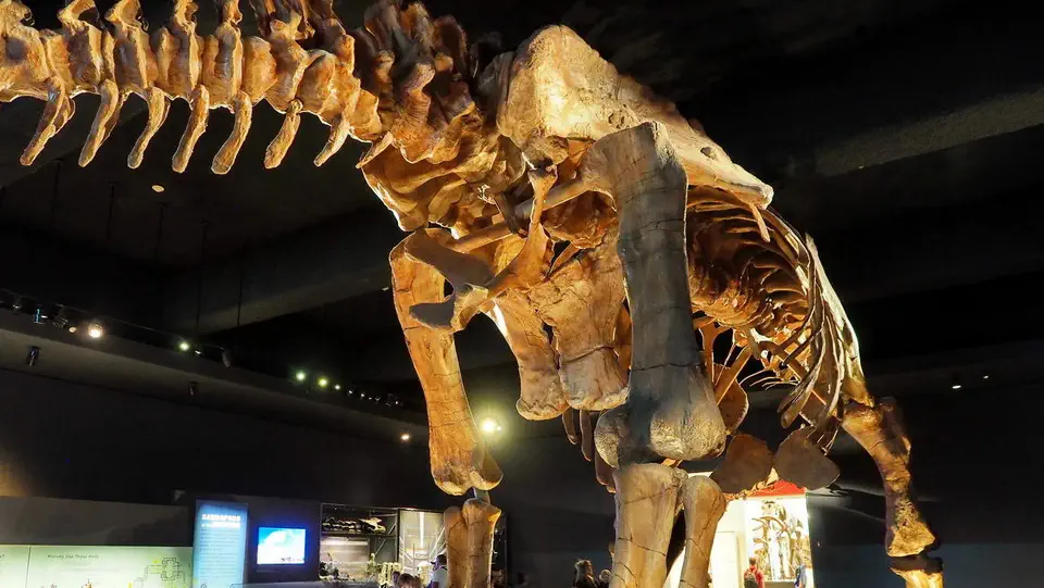 American Museum of Natural History in New York.