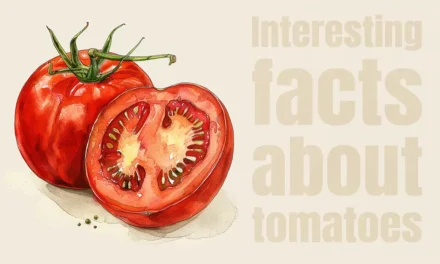 Interesting Facts About Tomatoes