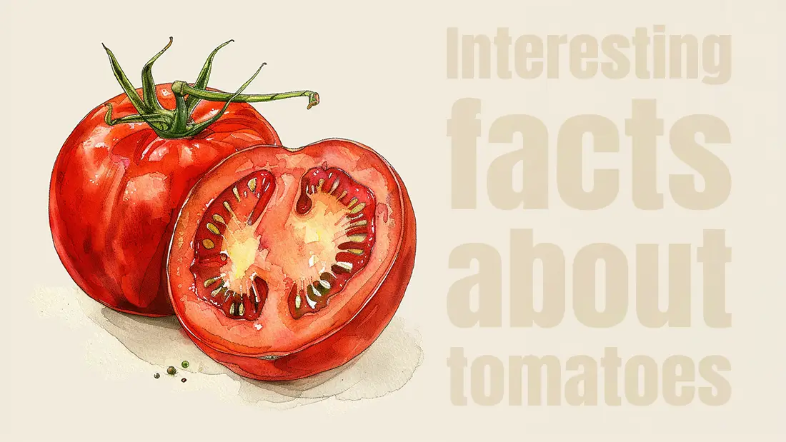 Interesting Facts About Tomatoes