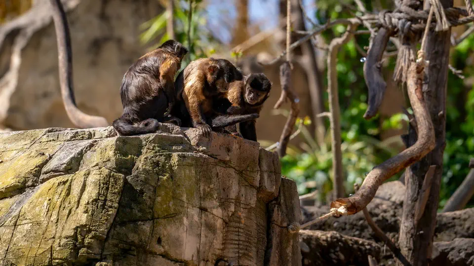 Terra Natura Benidorm, zoo in Benidorm.