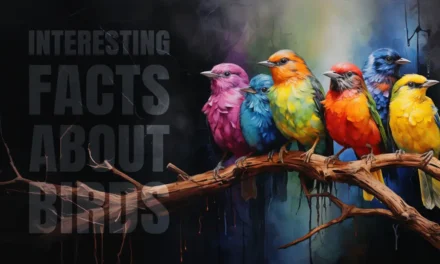 Interesting facts about birds that inhabit the earth