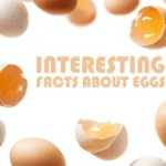 Interesting facts about eggs AI.