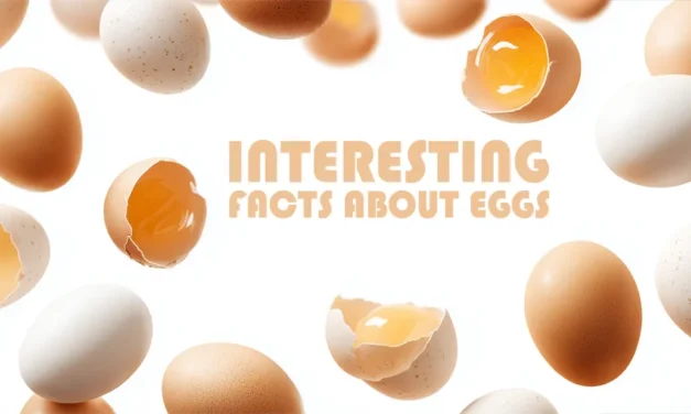 Interesting facts about eggs and a lot of information