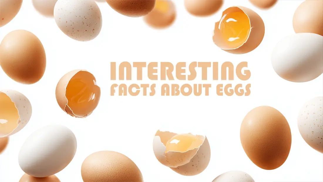 Interesting facts about eggs and a lot of information