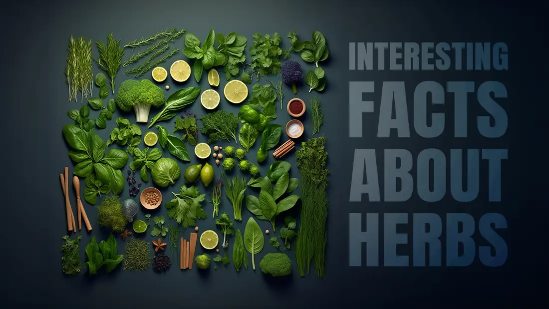 Interesting facts about herbs History, and Plant Secrets