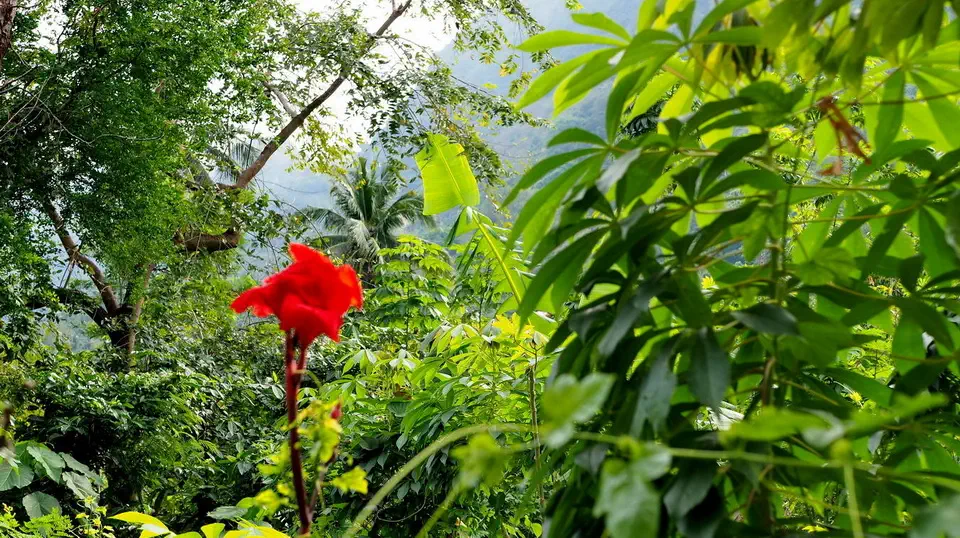 Jungle in Asia.