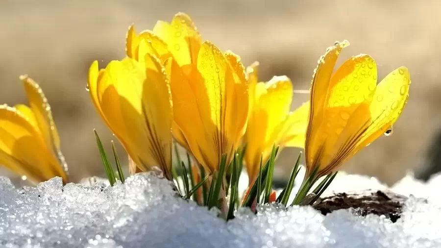 Interesting facts about flowers.