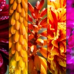 Interesting facts about flowers.