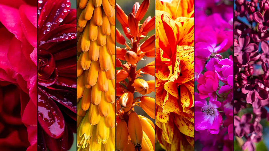 Interesting Facts About Flowers and a wealth of information